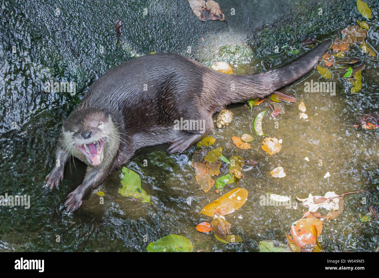 Fischotter liegen auf dem Wasser und die Sonne scheint. Stockfoto