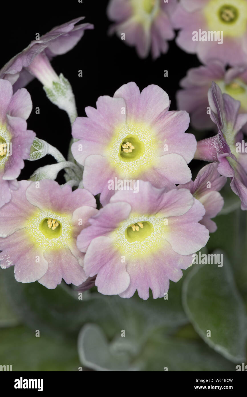 Aurikel Primula 'Alice' Stockfoto