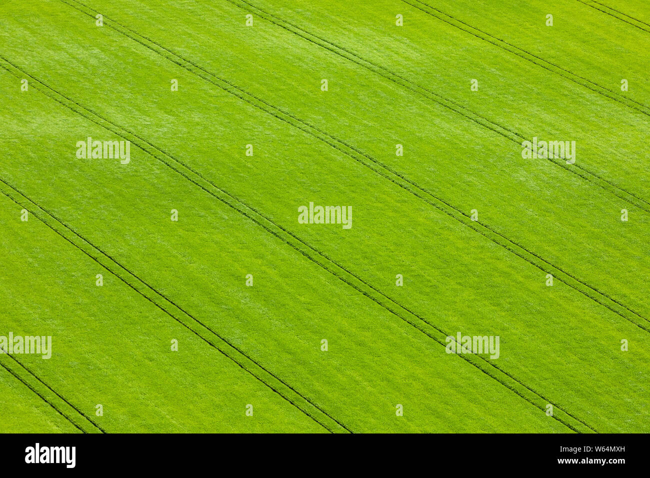 Natürlich grüne Textur und Muster. Blick auf Grünen schottischen Felder mit Weizen und Gerste von oben. North Berwick. East Lothian. Schottland, United Kingd Stockfoto