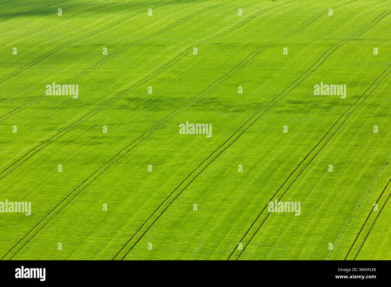 Natürliche Textur und Muster. Grüne schottischen Felder mit Weizen und Gerste von oben. North Berwick. East Lothian. Schottland, Vereinigtes Königreich Stockfoto