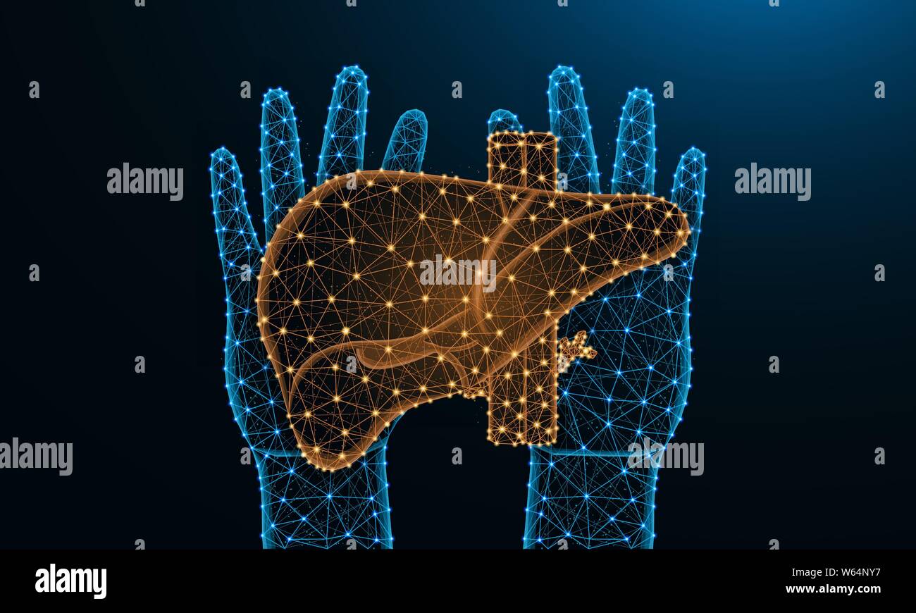 Hände und Leber Low-poly-Design, menschliches Organ in polygonalen Stil, exokrine Drüse Drahtmodell Vector Illustration aus Punkten und Linien auf dunklem Blau Stock Vektor