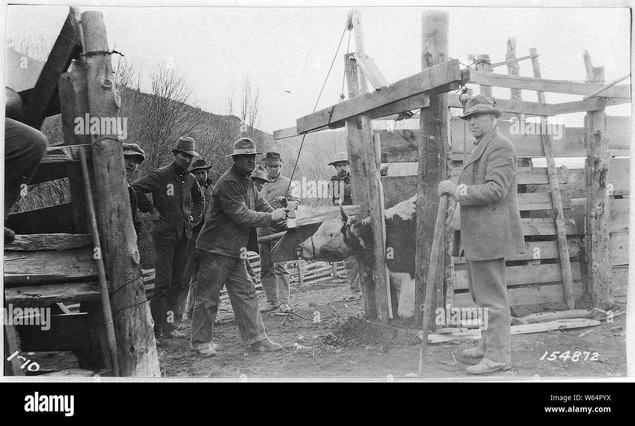 Enthornung von Rindern, Stanton Ranch, Mill Creek, Ochoco Wald, 1915. Stockfoto