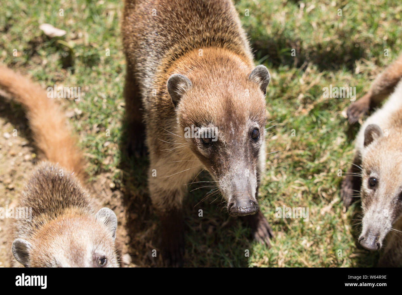 Portrait von niedlichen weißen Nase Nasenbär, Nasua narica, Betteln, kämpfen und auf eine Kamera mit lustigen Ausdruck. Stockfoto