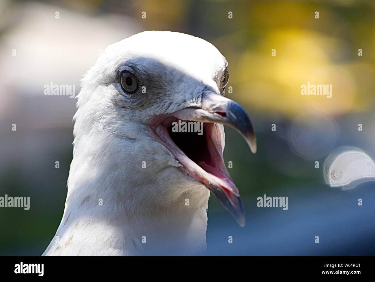 Detail der Kopf einer Möwe mit den farbigen Hintergrund Stockfoto