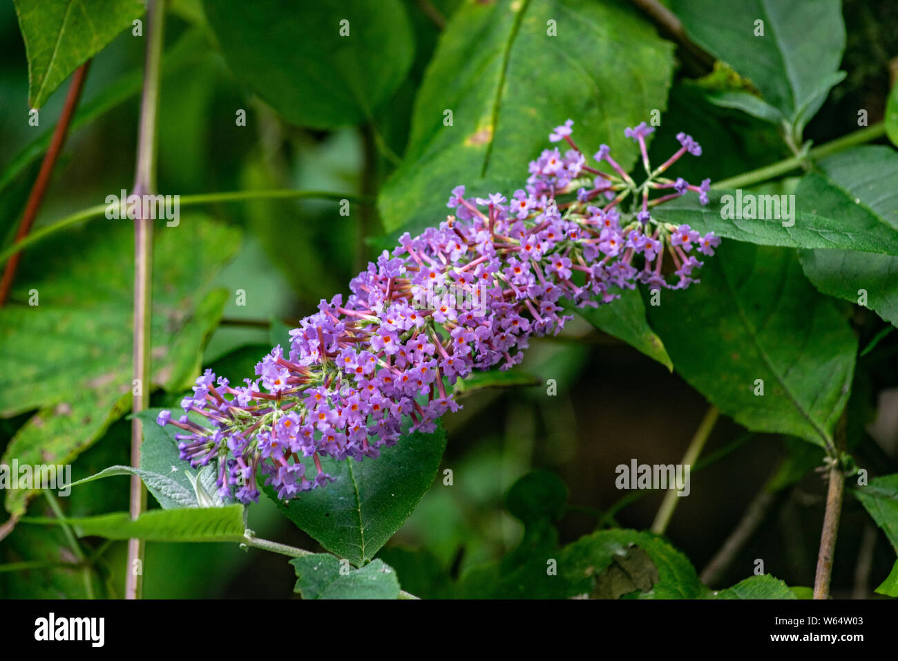Sommerflieder Blume Stockfoto