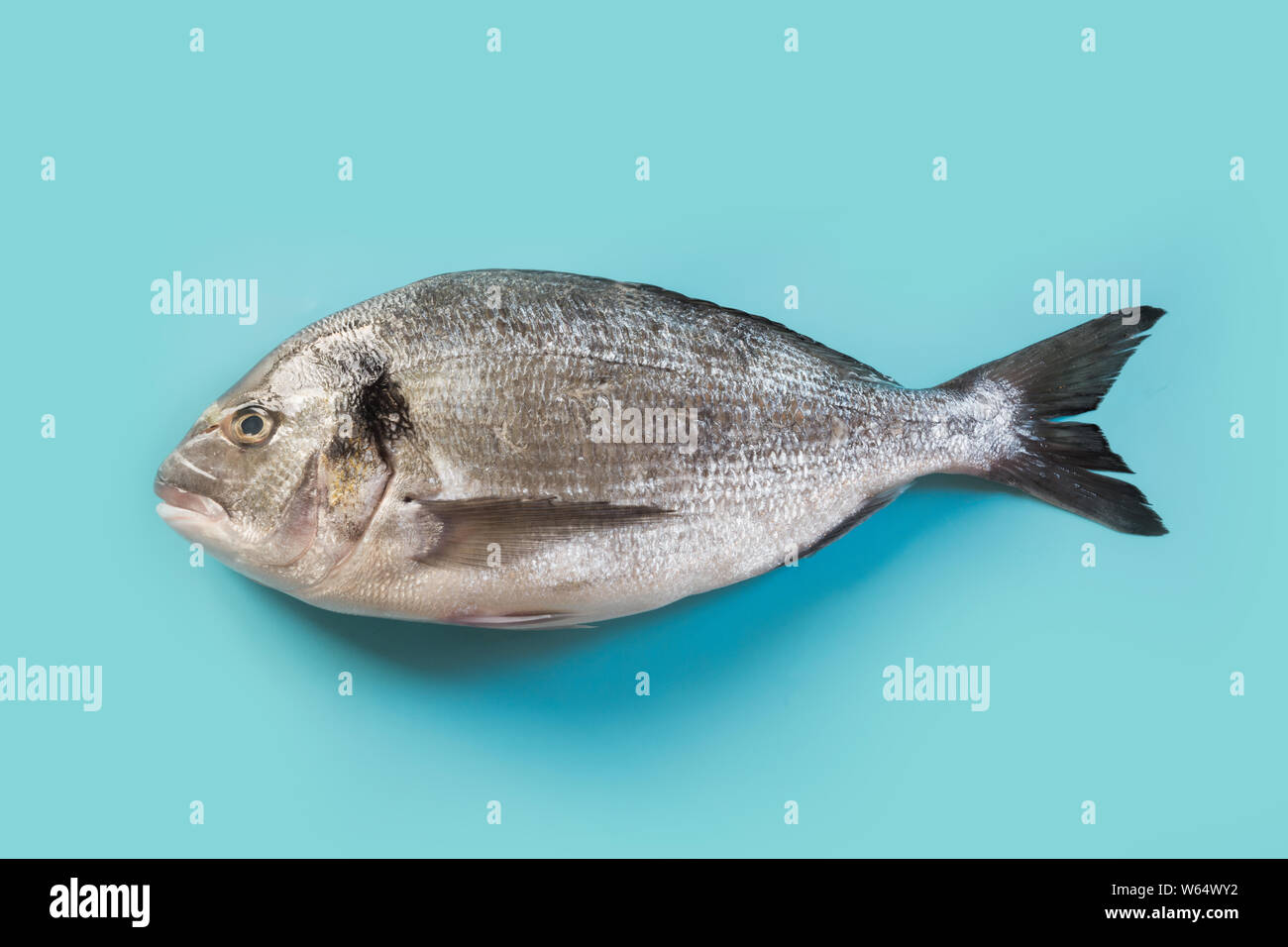 Ein Dorado für Pastell-blaue Hintergrund. Fisch Muster. Ansicht von oben, flach. Konzept erfassen, Haken Fisch. Stockfoto