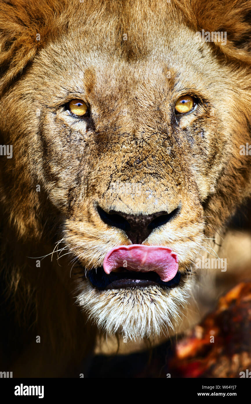 In der Nähe von Lion Portrait mit seinen Augen auf die Kamera gesperrt, leckte seine Lippen nach dem Essen. Panthera leo. Krüger Nationalpark Stockfoto