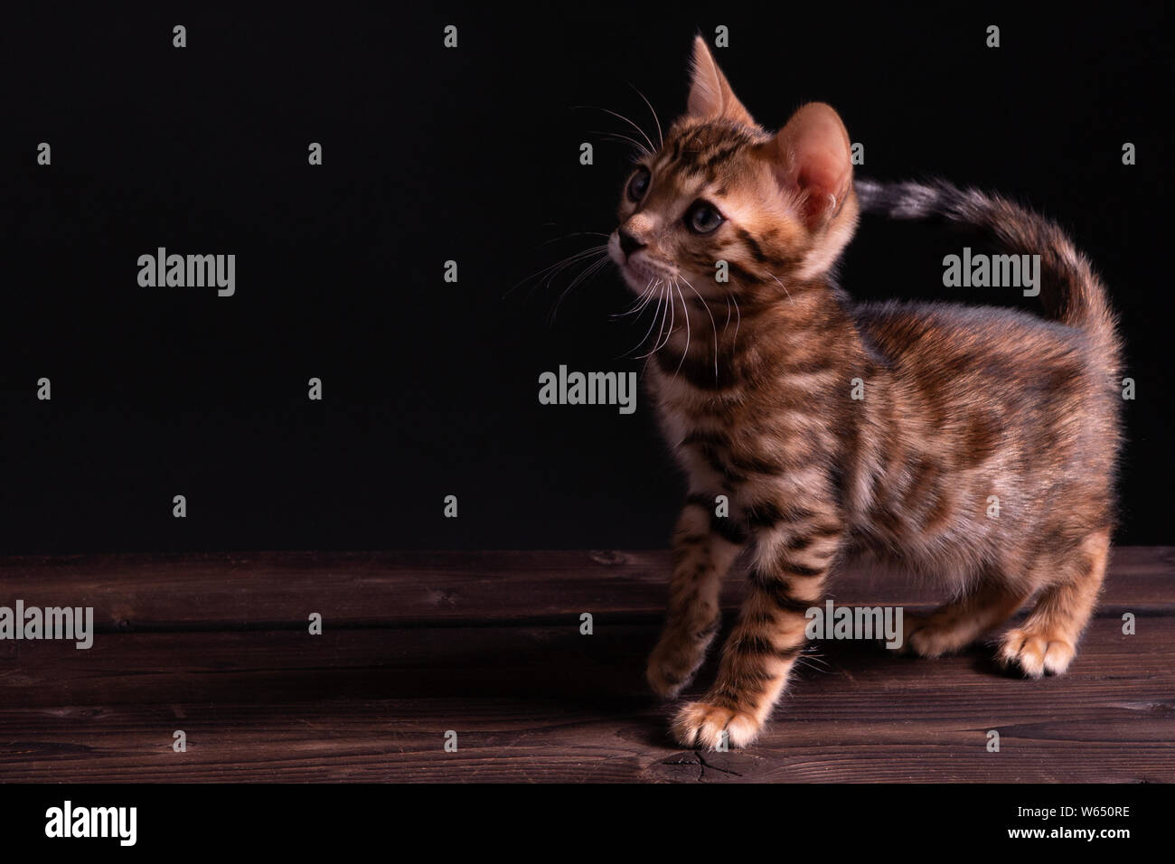 Bengal Kitten auf Holztisch, schwarzer Hintergrund, Low Key. Stockfoto