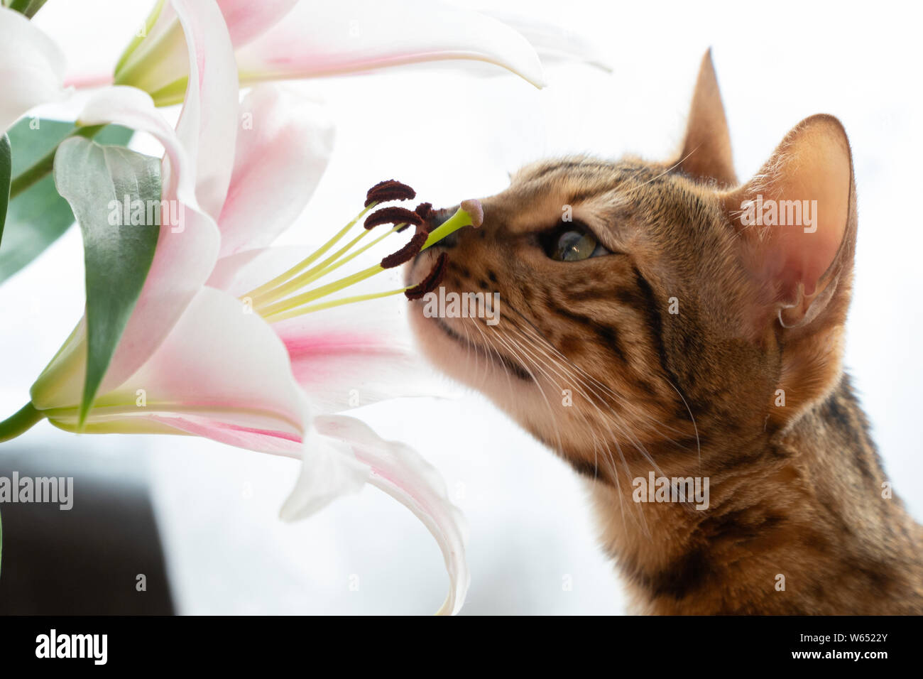 Süße Bengal Katze schnuppert lilly Blumen. Stockfoto