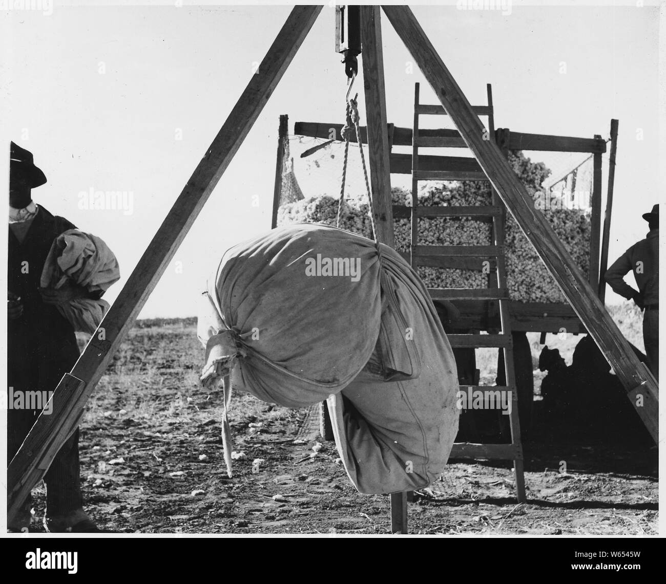 Eloy Bezirk, Pinal County, Arizona. Bei der Baumwolle wagen. Wiegen, Dumping bei der Baumwolle, und Resp. . .; Umfang und Inhalt: Die Bildunterschrift lautet wie folgt: Eloy Bezirk, Pinal County, Arizona. Bei der Baumwolle wagen. Wiegen, Dumping bei der Baumwolle, und die Frist für die Kommissionierer. Stockfoto