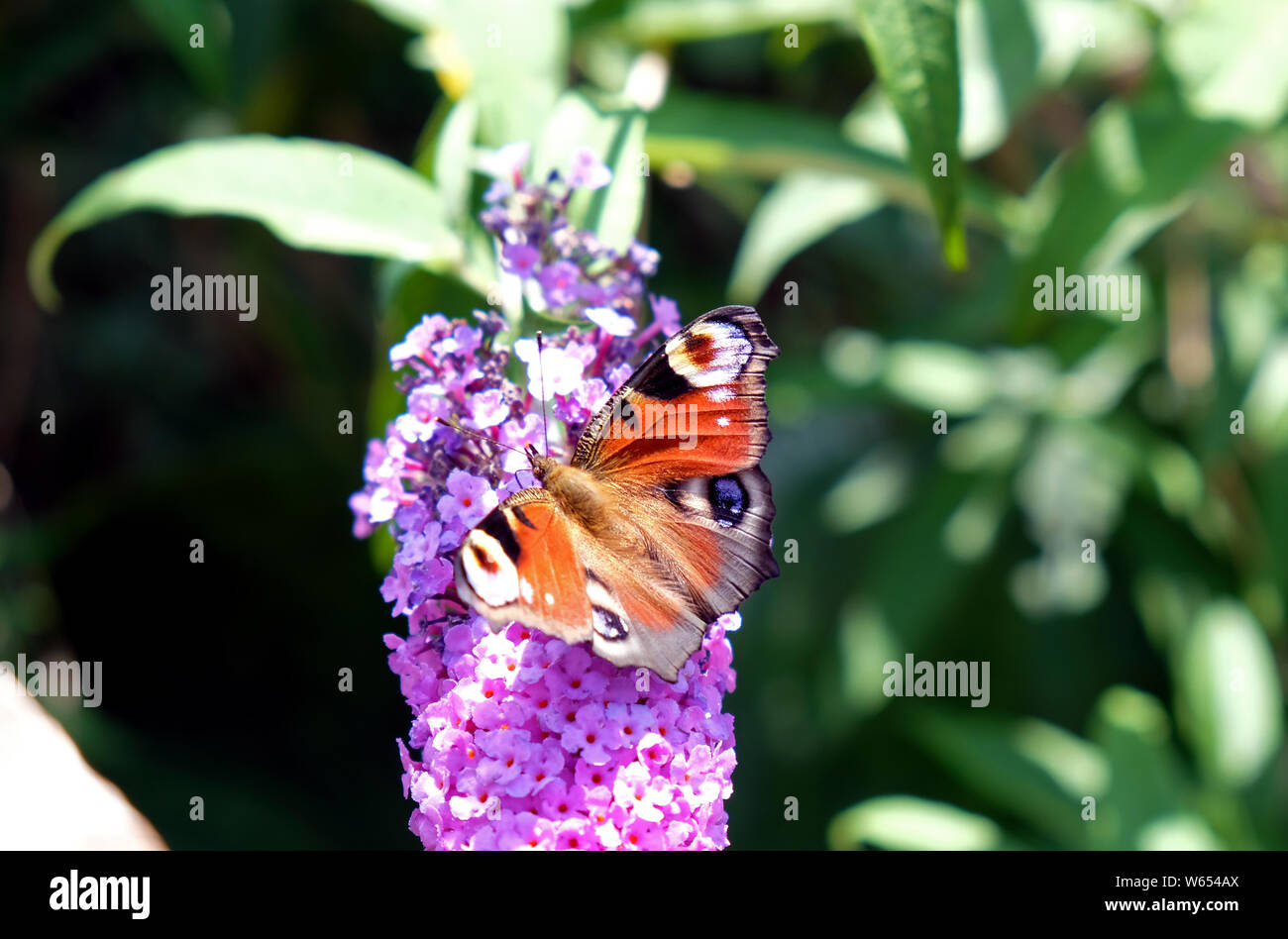 Die frechen Schmetterling posiert vor der Kamera. Stockfoto