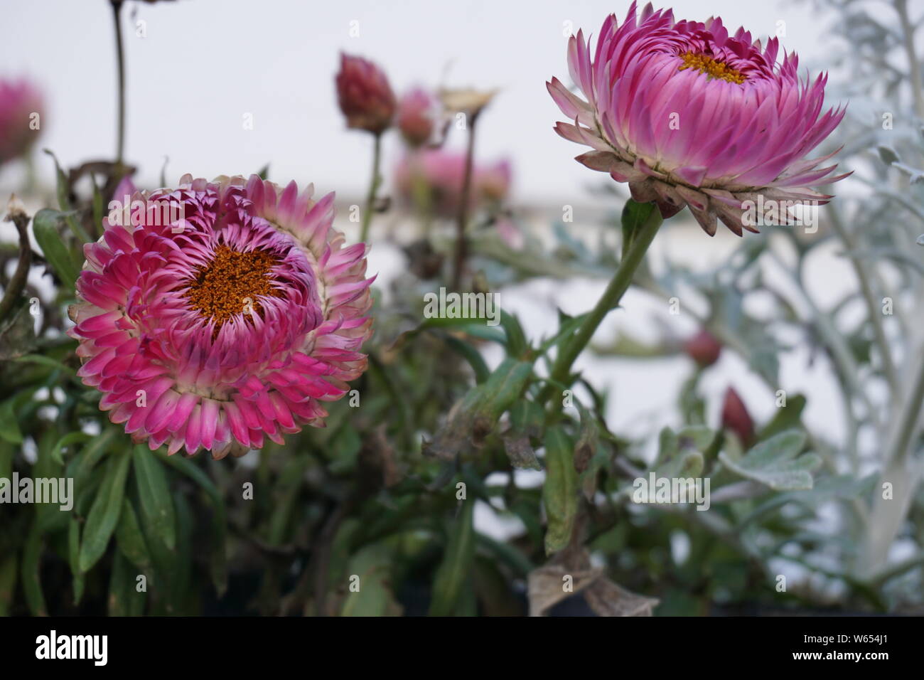 Nahaufnahme flower Schöne rosa Crepe myrtle Blüte mit grünen Blättern geblümten Tapeten Hintergrund verschwommen Stockfoto