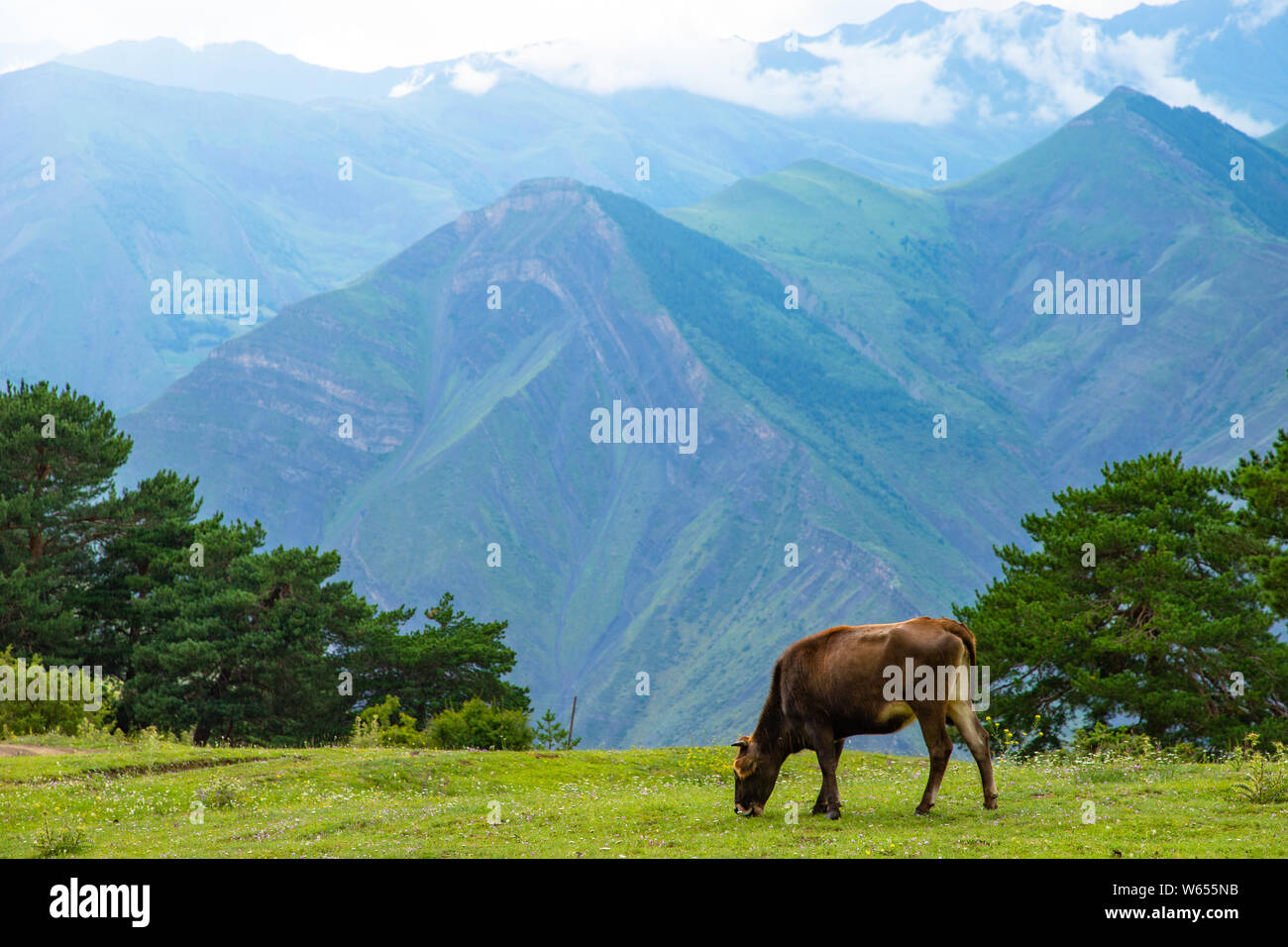 Die Kuh zum Grasen auf den Bergwiesen der Berge im Hintergrund Stockfoto