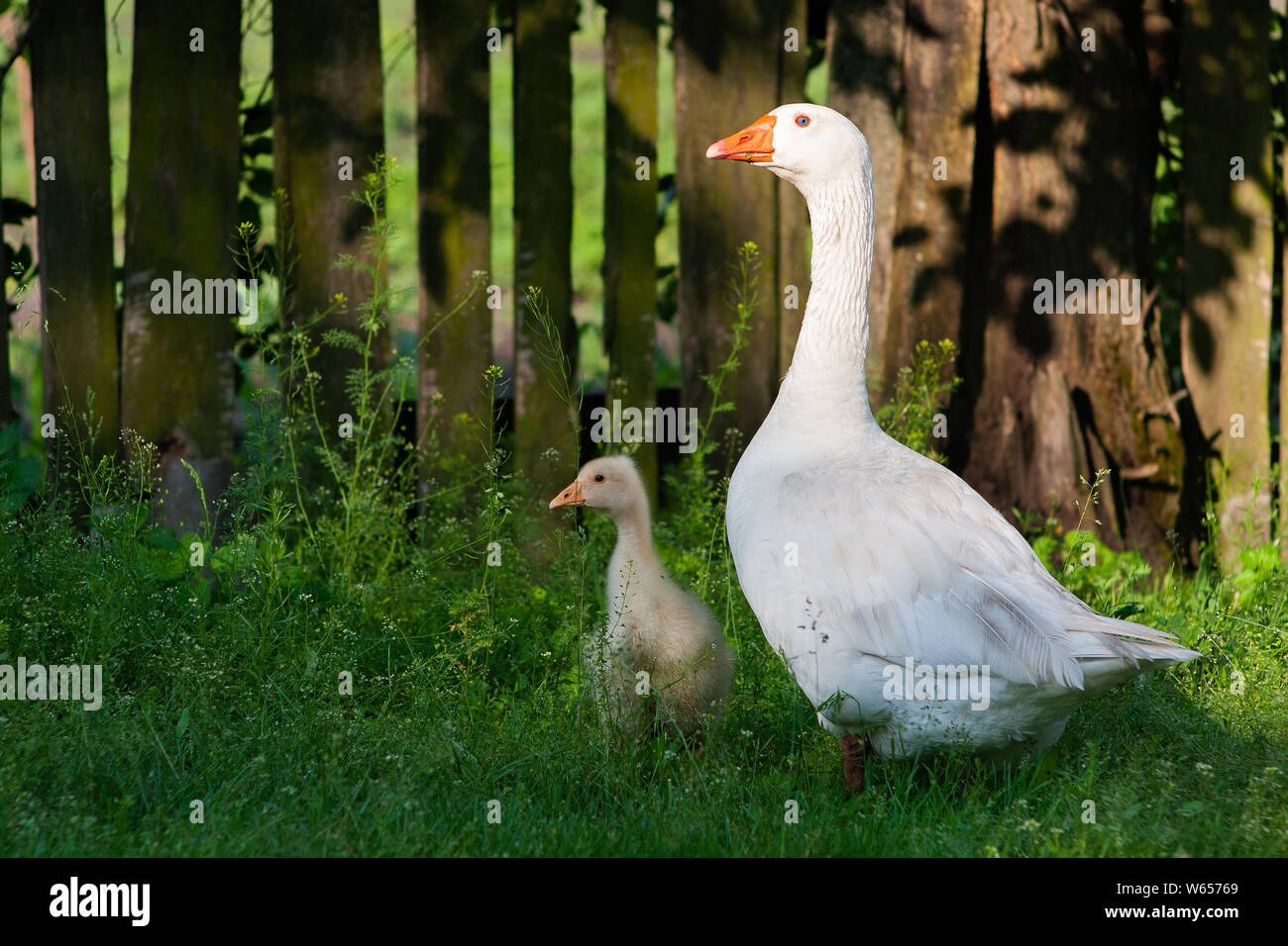 Weiße Gänse und litle gesse auf grünem Gras in der Nähe des fencef Stockfoto