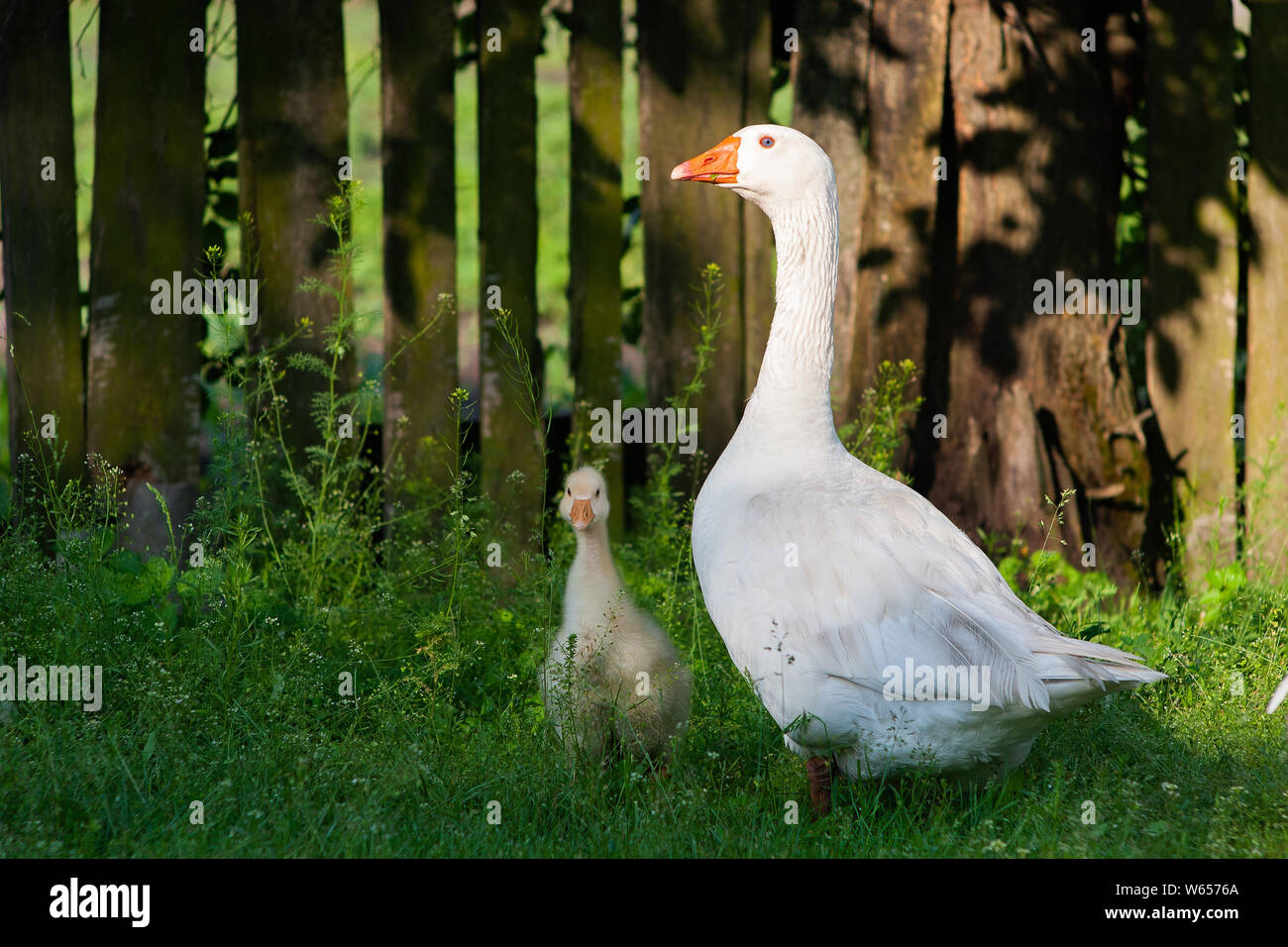 Weiße Gänse und litle gesse auf grünem Gras in der Nähe des fencef Stockfoto