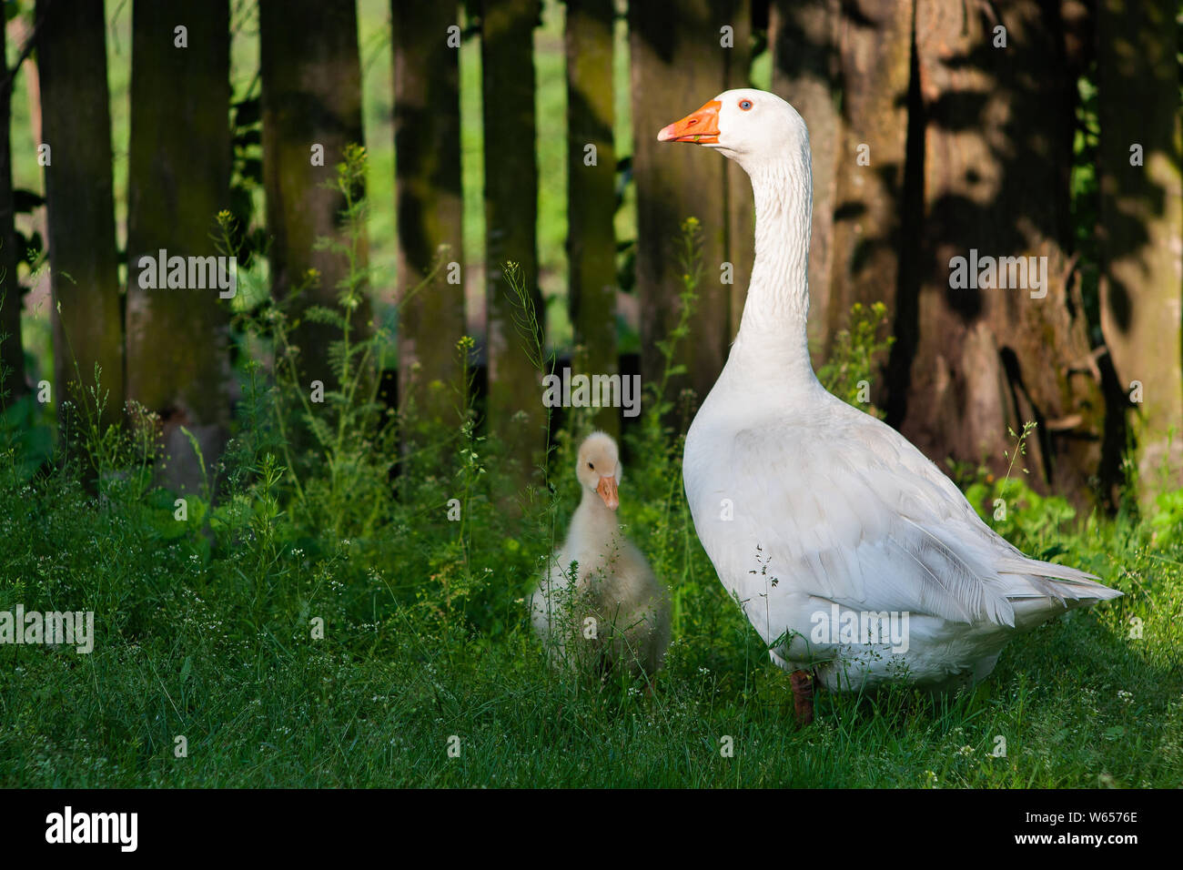 Weiße Gänse und litle gesse auf grünem Gras Feld Stockfoto