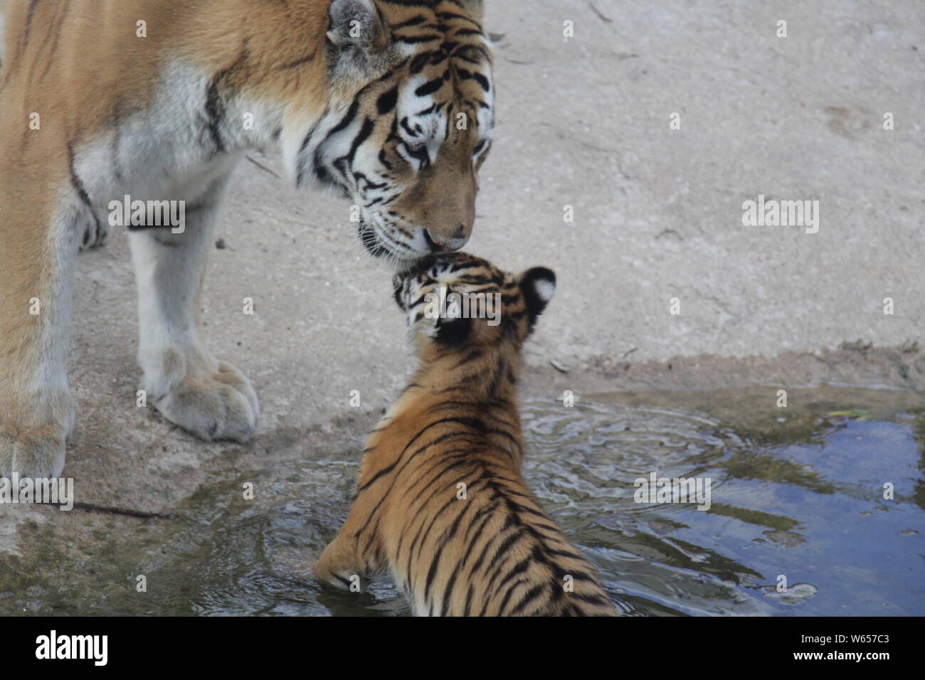 Tiger Mutter gibt einen liebevollen Kuss auf ihr Junges Stockfoto