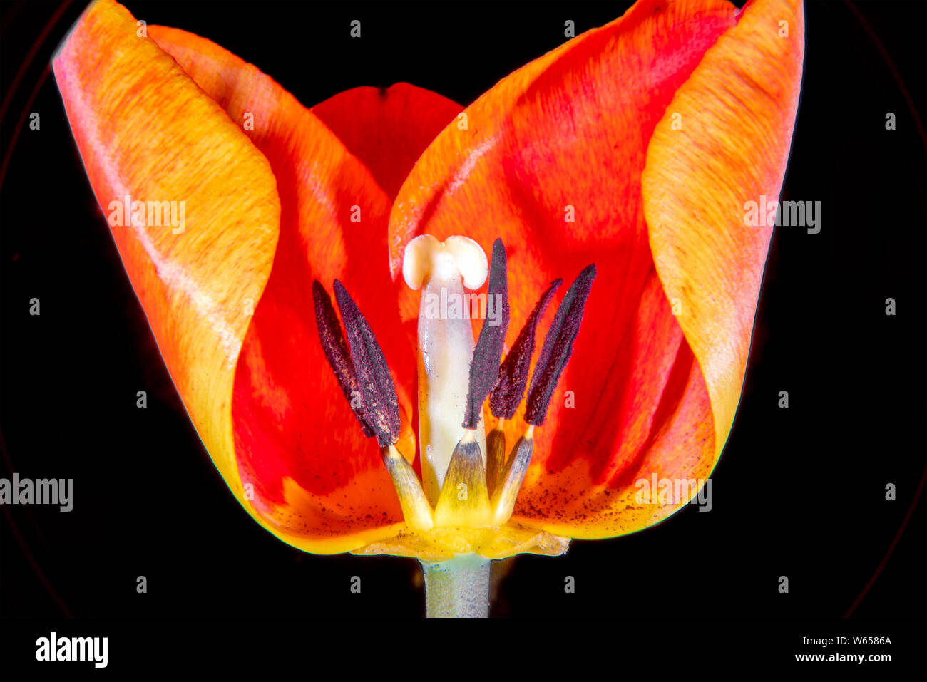 Orangered Tulip in teilweiser Querschnitt Stockfoto