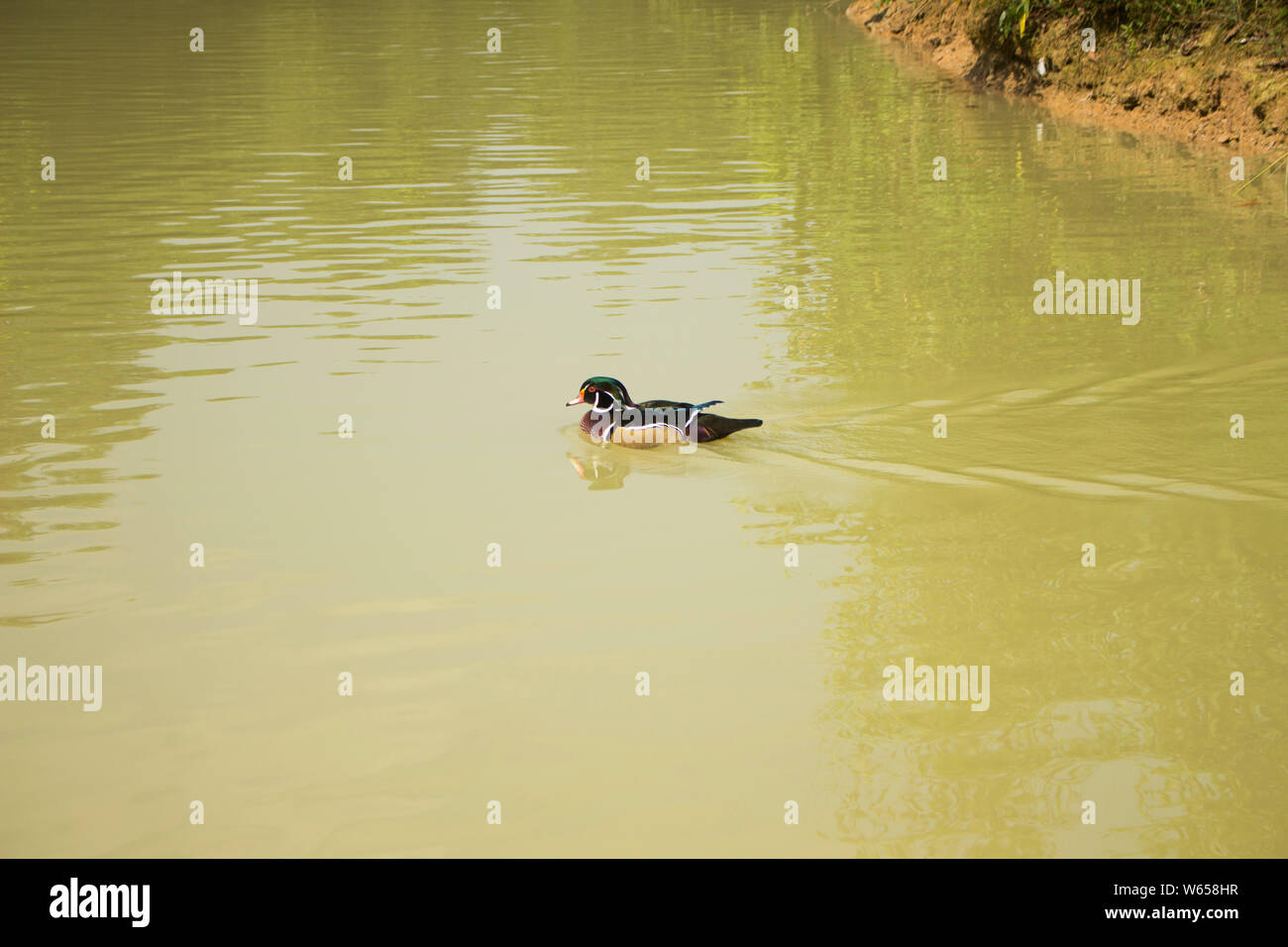 Das Holz Ente oder Carolina Duck ist eine Pflanzenart aus der Gattung der hocken Ente in Nordamerika gefunden. Es ist eine der buntesten Nordamerikanischen Wasservögel. Stockfoto