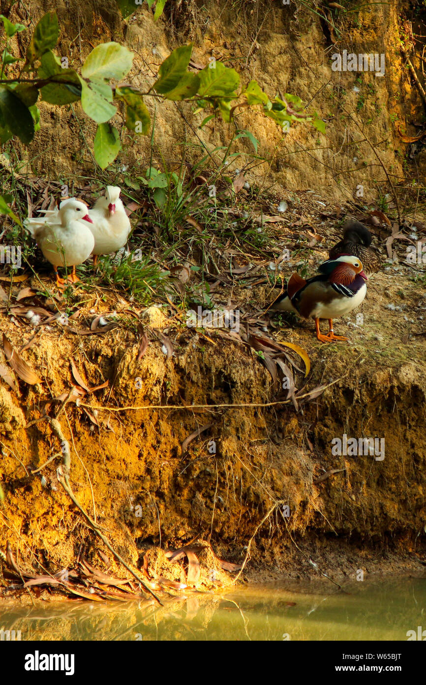 Das Holz Ente oder Carolina Duck ist eine Pflanzenart aus der Gattung der hocken Ente in Nordamerika gefunden. Es ist eine der buntesten Nordamerikanischen Wasservögel. Stockfoto