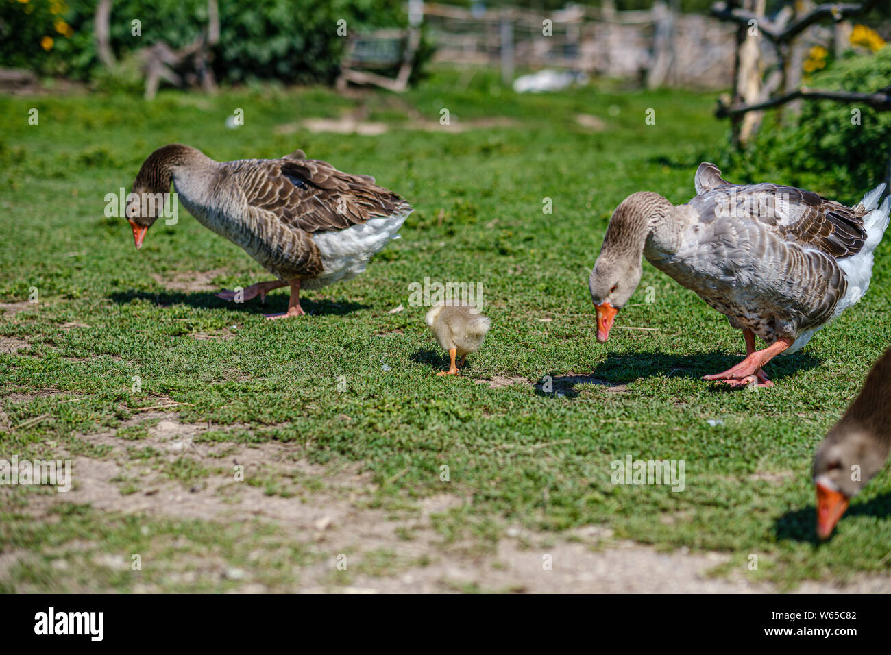 Land Ganse Und Enten Im Garten Im Sommer Tag Stockfoto Bild