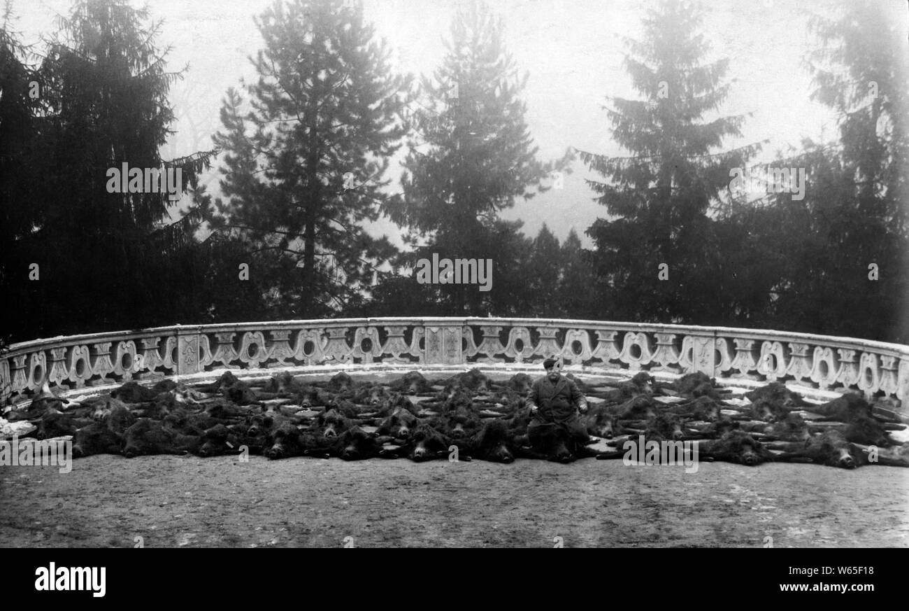 77 Eber, das Ergebnis einer großen Jagd, Ungarn 1931 Stockfoto