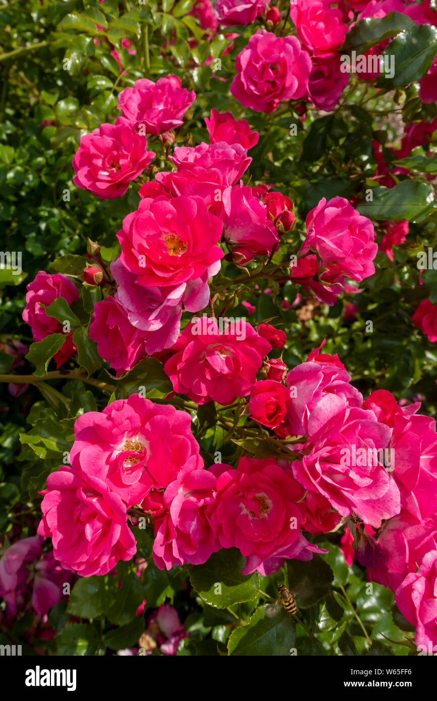 Nahaufnahme Rosenrosen 'Pink Flower Carpet' rosa Blumenblumen im Sommer England UK Vereinigtes Königreich GB Großbritannien Stockfoto
