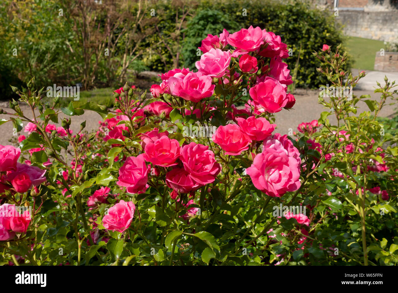Rosen 'Pink Flower carpet' rosa Rosenblüten Nahaufnahme im Sommergarten England Vereinigtes Königreich GB Großbritannien Stockfoto