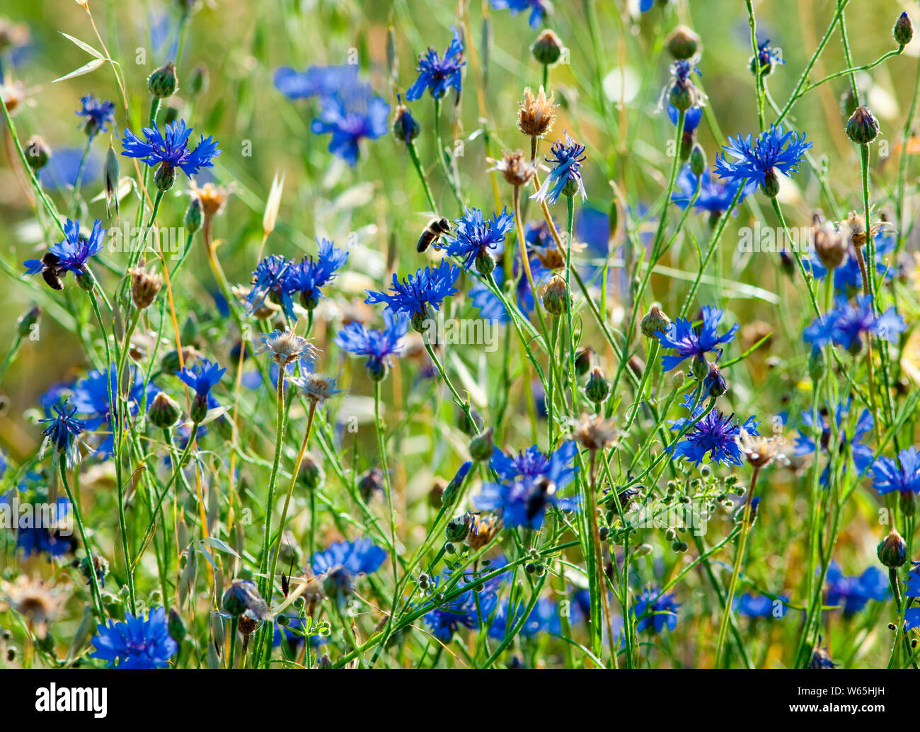 Bereich der Weizen und Kornblumen im Sommer. Stockfoto