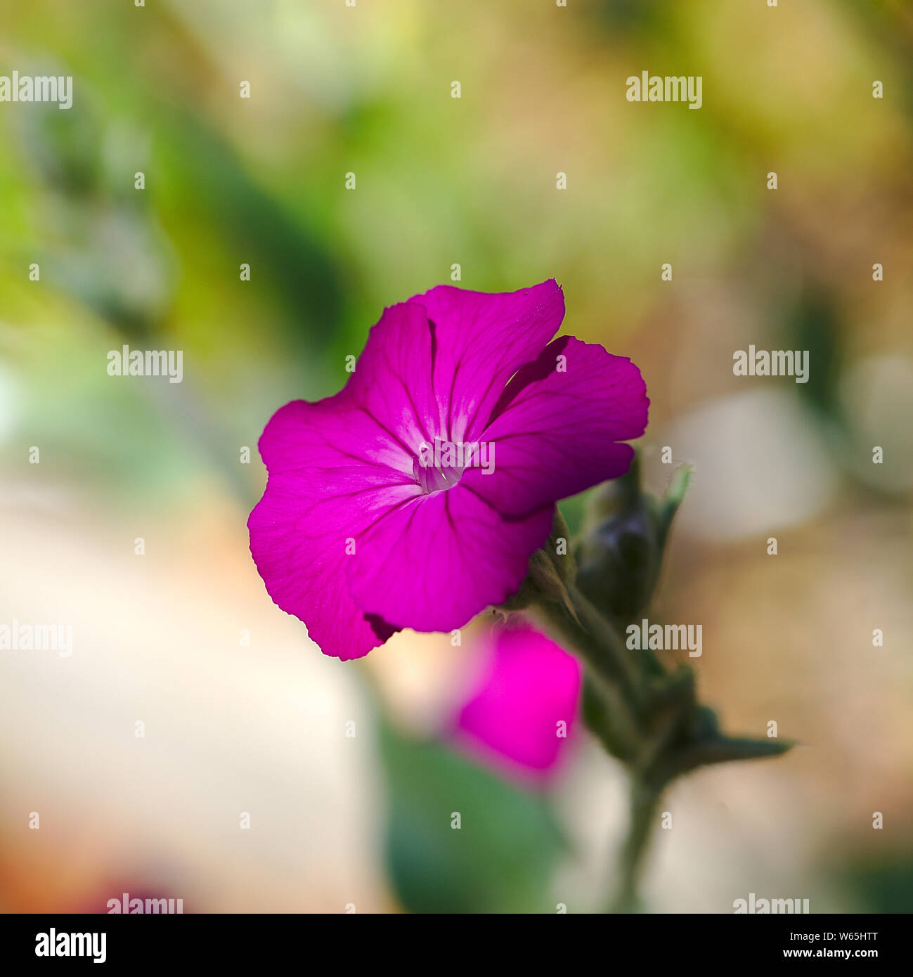 Rosa Blume Garten Corncockle (Silene coronaria) Stockfoto