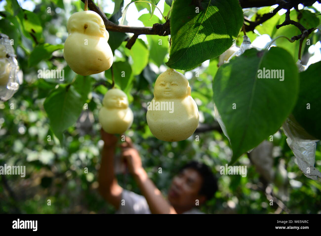 Eine chinesische Bauern ernten Buddha-förmige Birnen an seinem Obstgarten  in Lianghexia Dorf, Santarém, Stadt, Grafschaft, weixian Handan Stadt, in  Nordchina Hebei pr Stockfotografie - Alamy