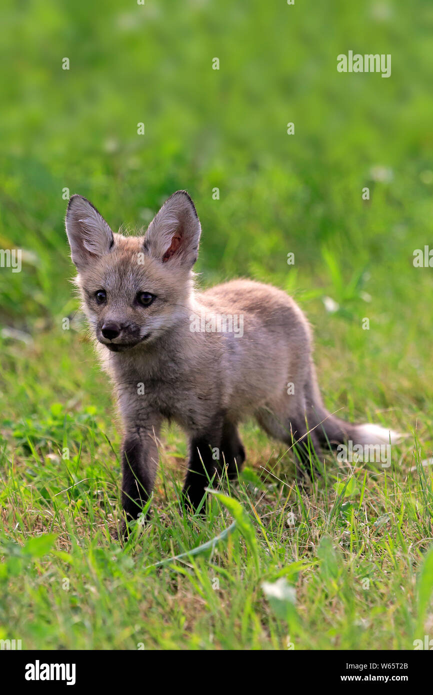 American Red Fox, Cub, Pine County, Minnesota, USA, Nordamerika, (Vulpes vulpes fulvus) Stockfoto