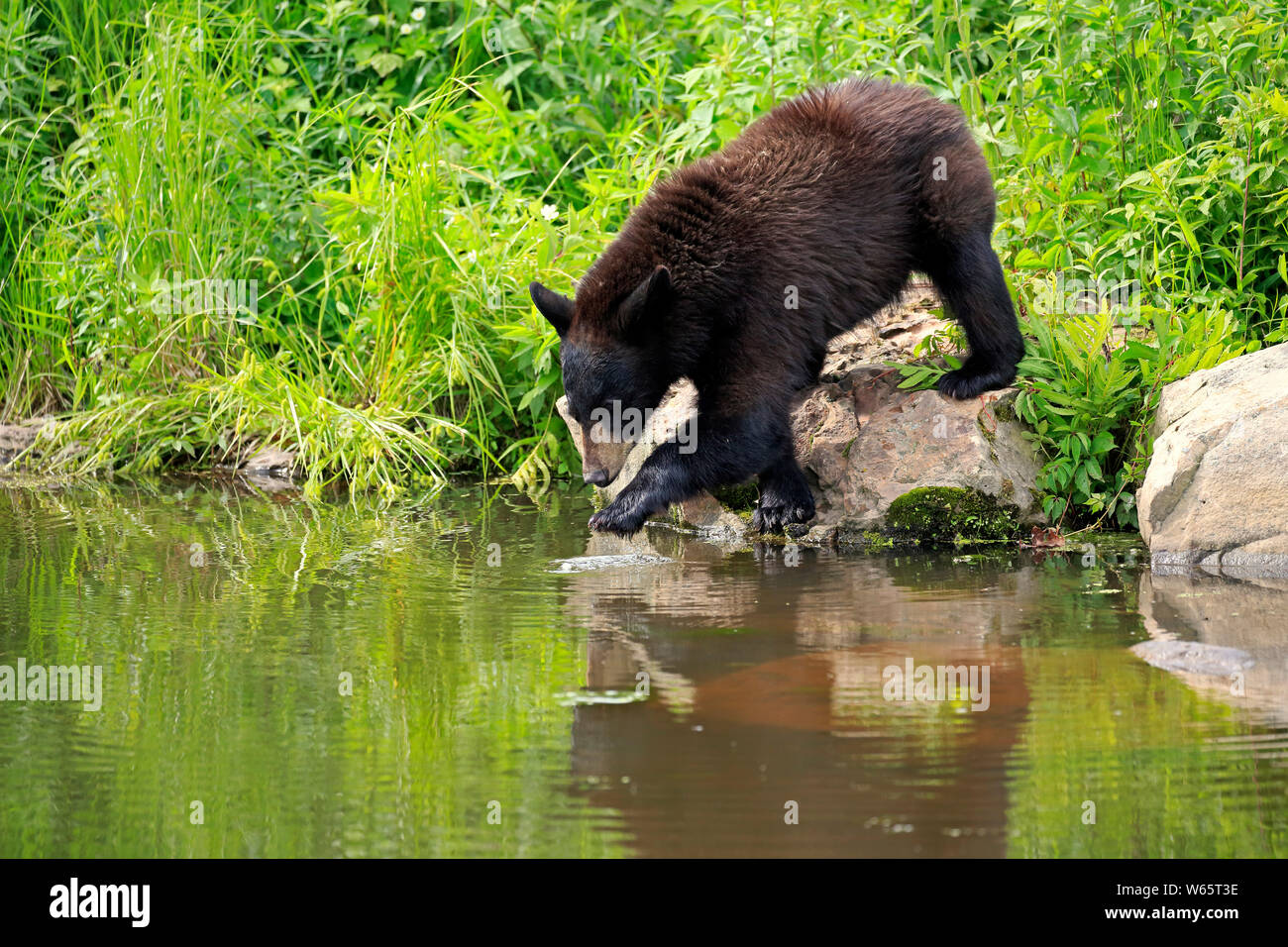 Schwarzer Bär, Junge am Wasser, Pine County, Minnesota, USA, Nordamerika, (Ursus americanus) Stockfoto
