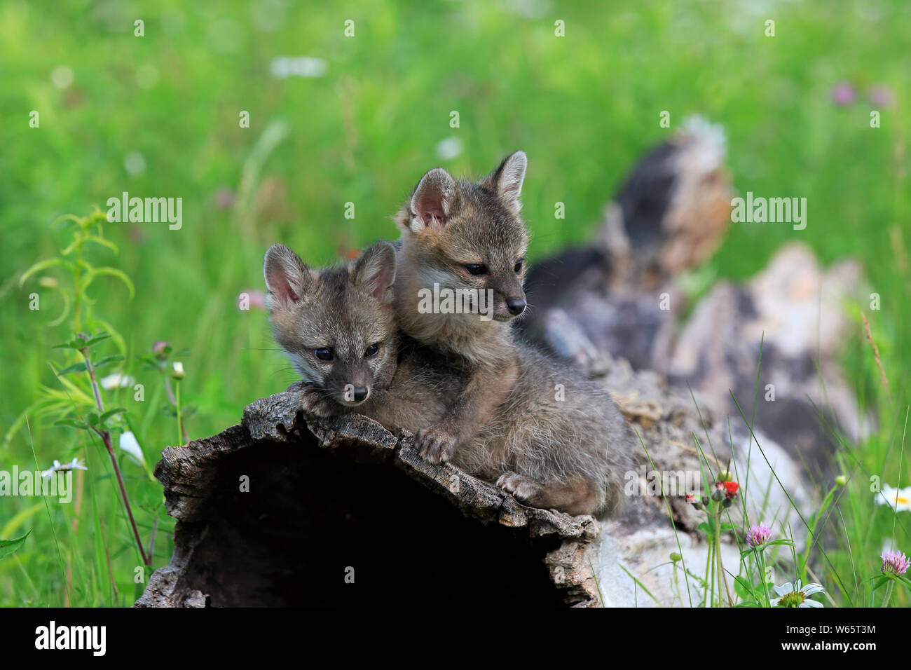 Gray Fox, Youngs anmelden, Pine County, Minnesota, USA, Nordamerika, (Urocyon cinereoargenteus) Stockfoto