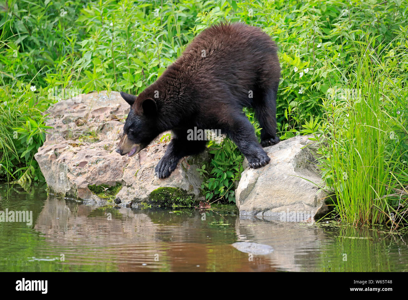 Schwarzer Bär, Junge am Wasser, Pine County, Minnesota, USA, Nordamerika, (Ursus americanus) Stockfoto
