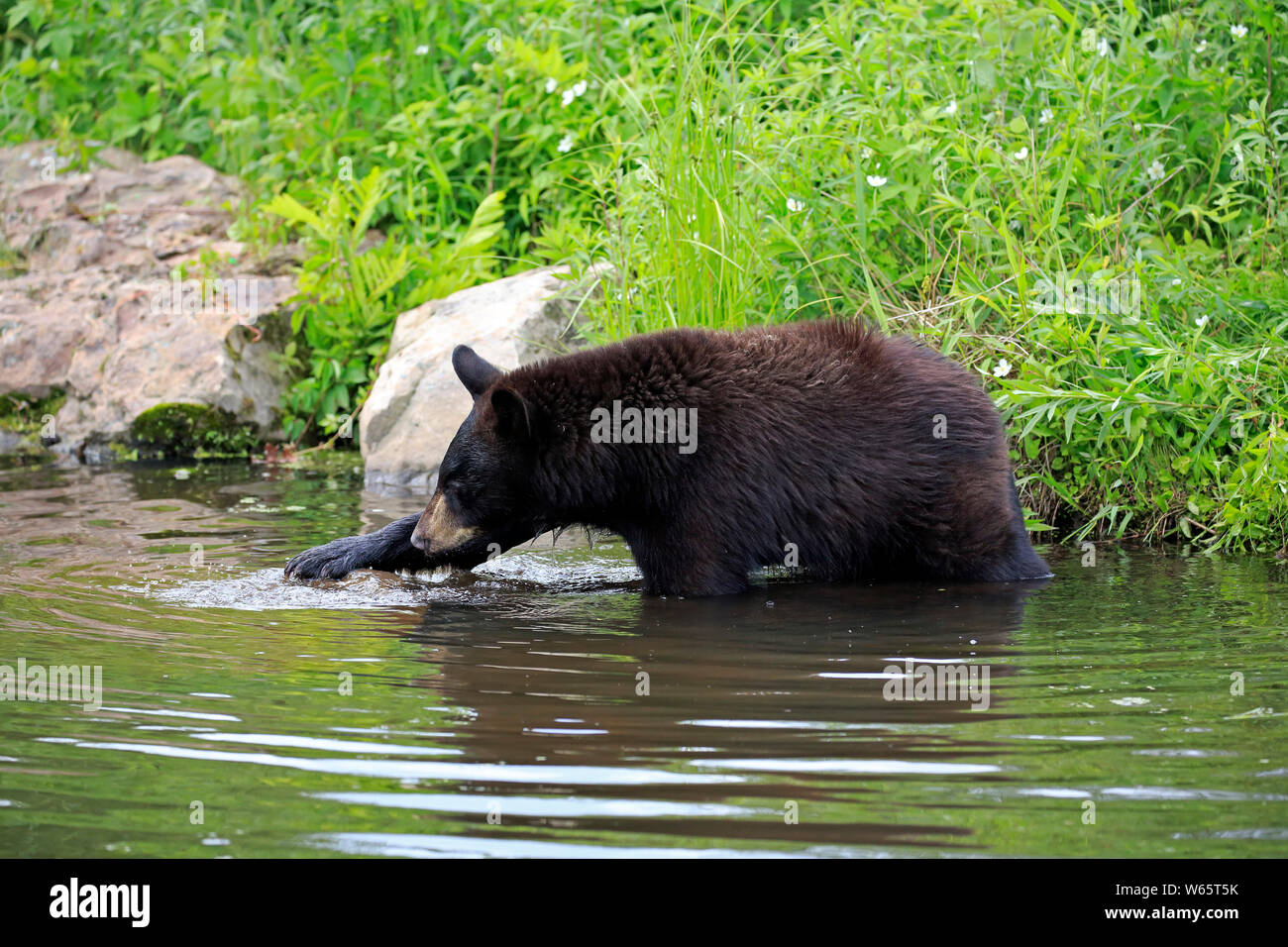 Schwarzer Bär, Junge am Wasser, Pine County, Minnesota, USA, Nordamerika, (Ursus americanus) Stockfoto
