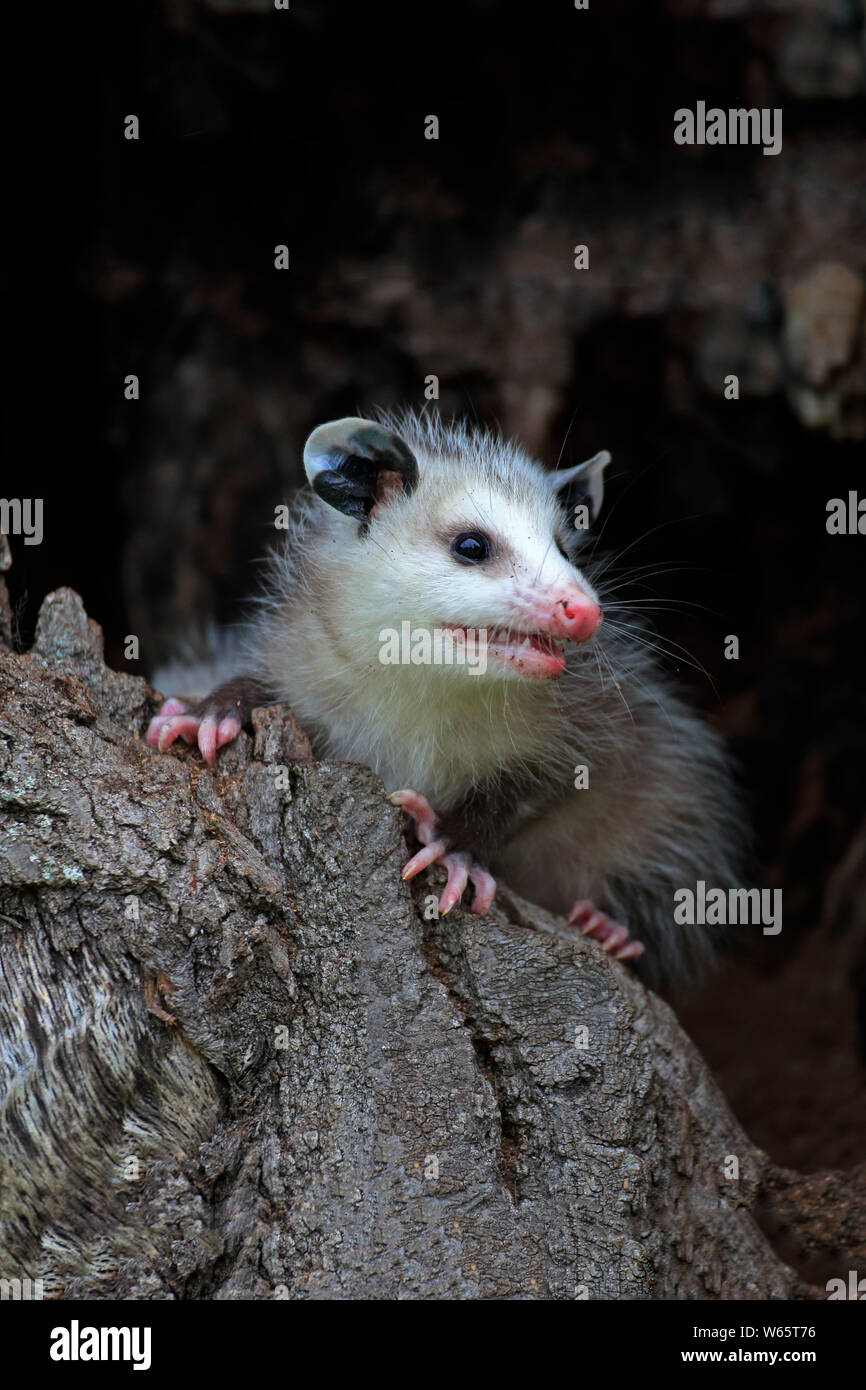 Virginia opossum, Nordamerikanische Opossum, Jung, Pine County, Minnesota, USA, Nordamerika, (Didelphis virginiana) Stockfoto