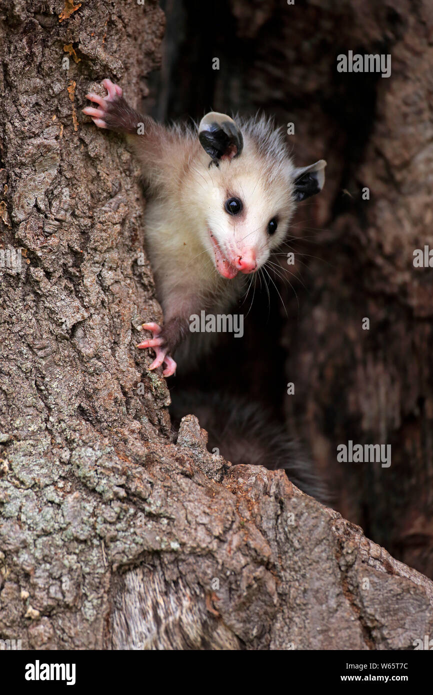 Virginia opossum, Nordamerikanische Opossum, Jung, Pine County, Minnesota, USA, Nordamerika, (Didelphis virginiana) Stockfoto