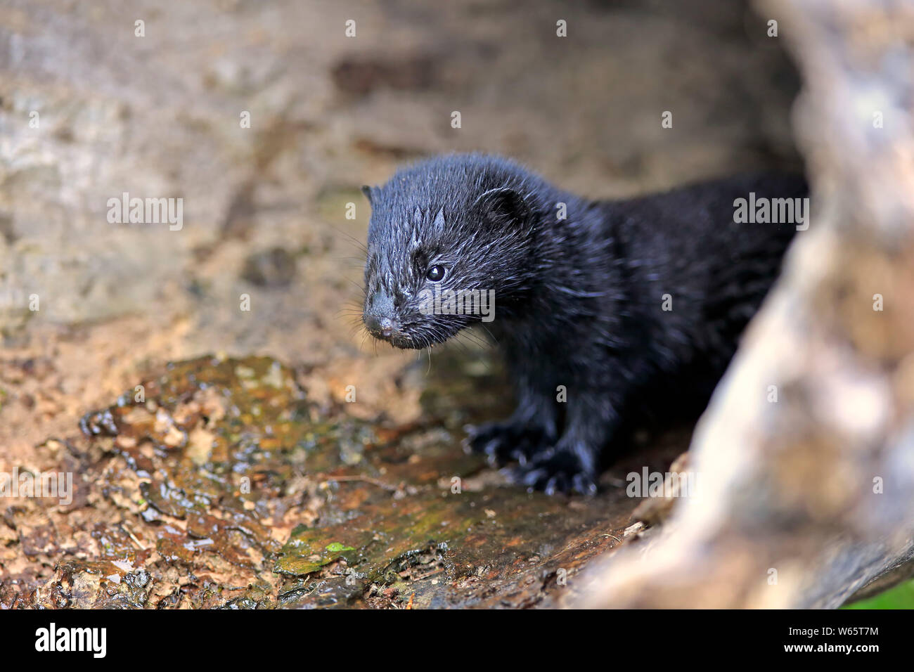 Amerikanischer Nerz, Junge am Wasser, Pine County, Minnesota, USA, Nordamerika, (Mustela Vision-fitness) Stockfoto