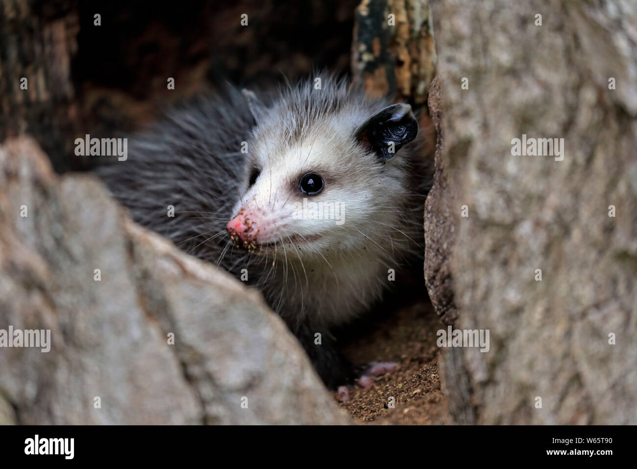 Virginia opossum, Nordamerikanische Opossum, Jung, Pine County, Minnesota, USA, Nordamerika, (Didelphis virginiana) Stockfoto