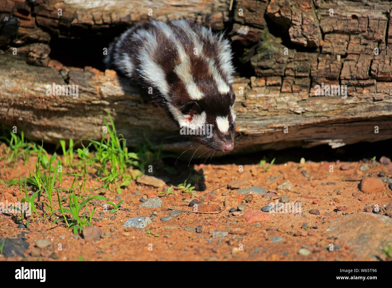 Östlichen spotted Skunk, Erwachsener, Pine County, Minnesota, USA, Nordamerika, (Spilogale putorius) Stockfoto