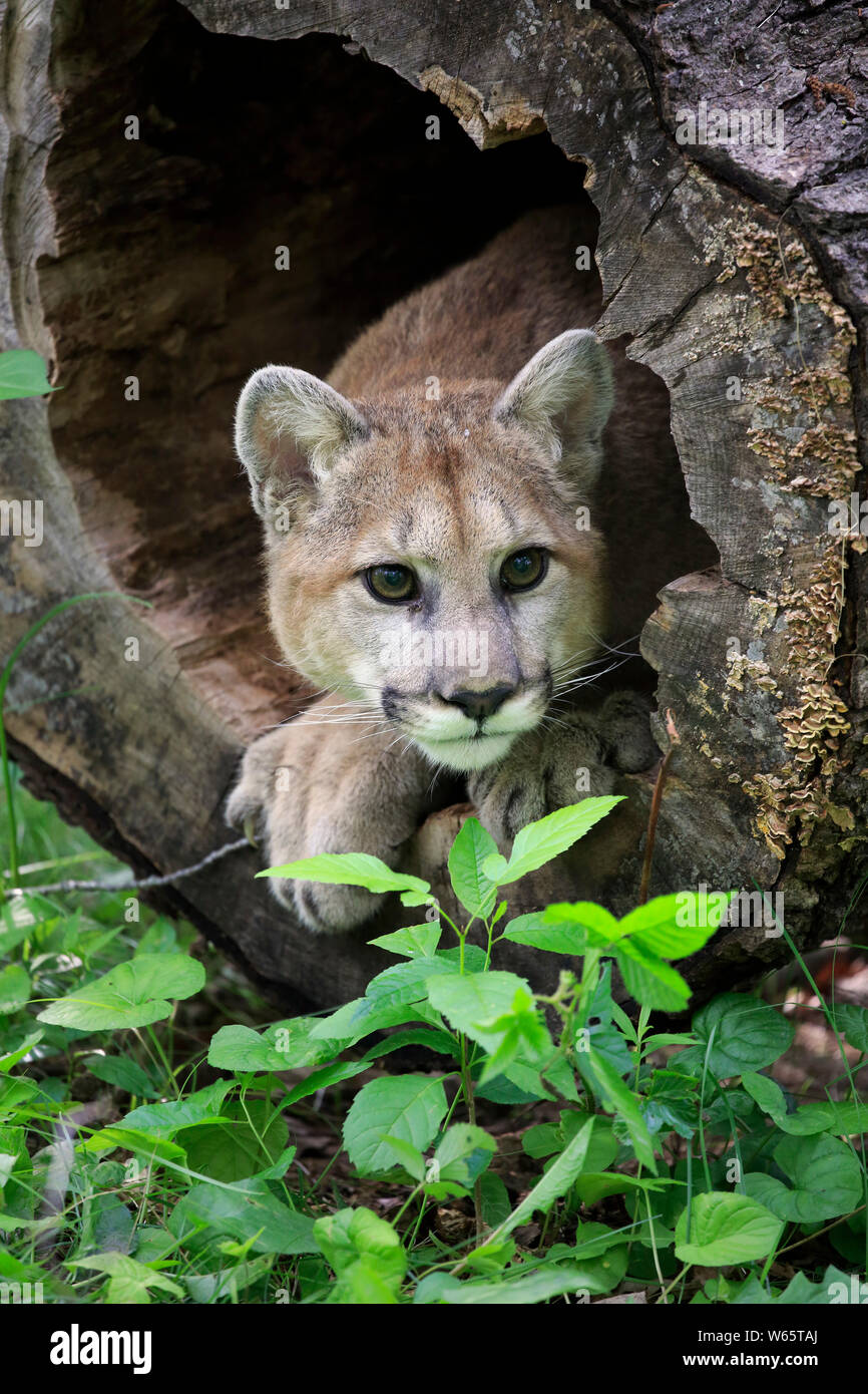 Mountain Lion, Cougar, Puma, junger Erwachsener, Pine County, Minnesota, USA, Nordamerika, (Felis concolor) Stockfoto