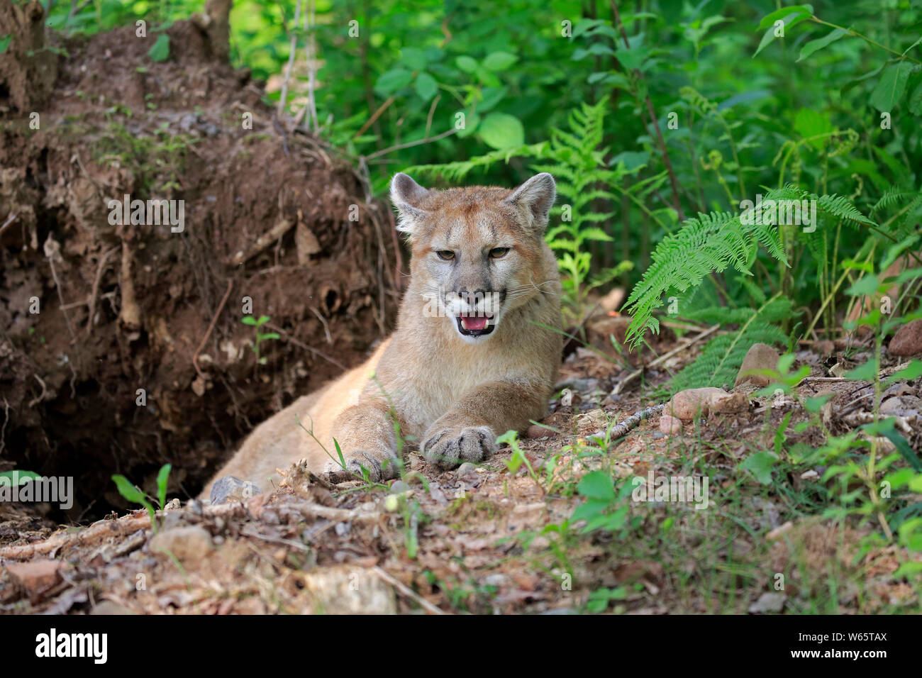 Mountain Lion, Cougar, Puma, junger Erwachsener, Pine County, Minnesota, USA, Nordamerika, (Felis concolor) Stockfoto