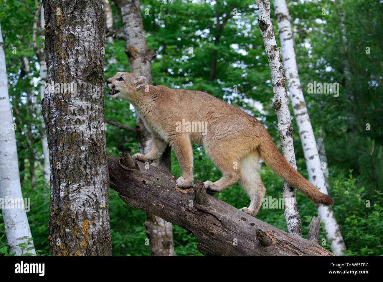 Mountain Lion, Cougar, Puma, Erwachsener, Pine County, Minnesota, USA, Nordamerika, (Felis concolor) Stockfoto