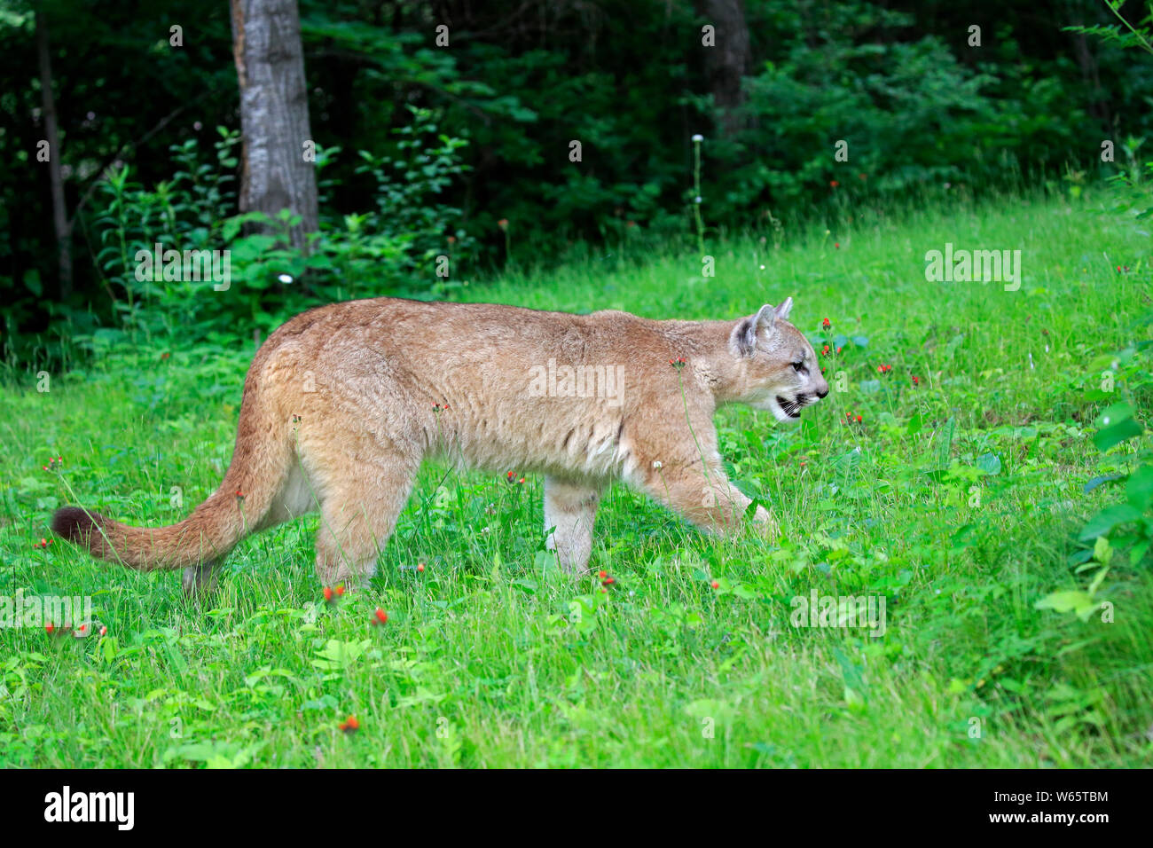 Mountain Lion, Cougar, Puma, Erwachsener, Pine County, Minnesota, USA, Nordamerika, (Felis concolor) Stockfoto