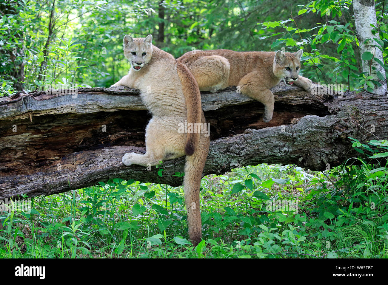 Mountain Lion, Cougar, Puma, Erwachsener, Pine County, Minnesota, USA, Nordamerika, (Felis concolor) Stockfoto
