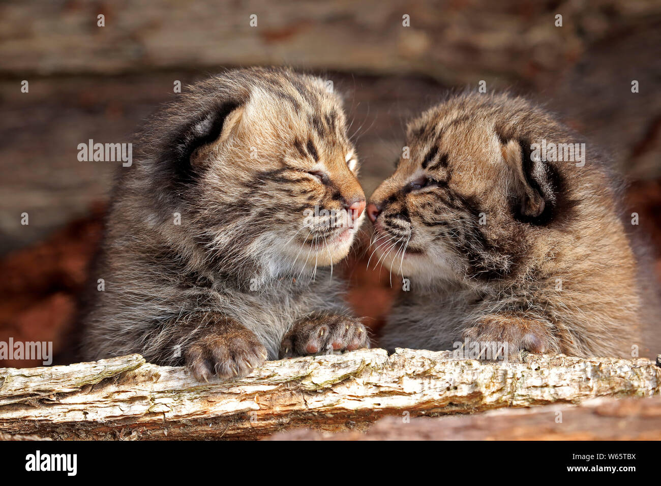 Bobcat, junge Geschwister, Pine County, Minnesota, USA, Nordamerika, (Lynx rufus) Stockfoto