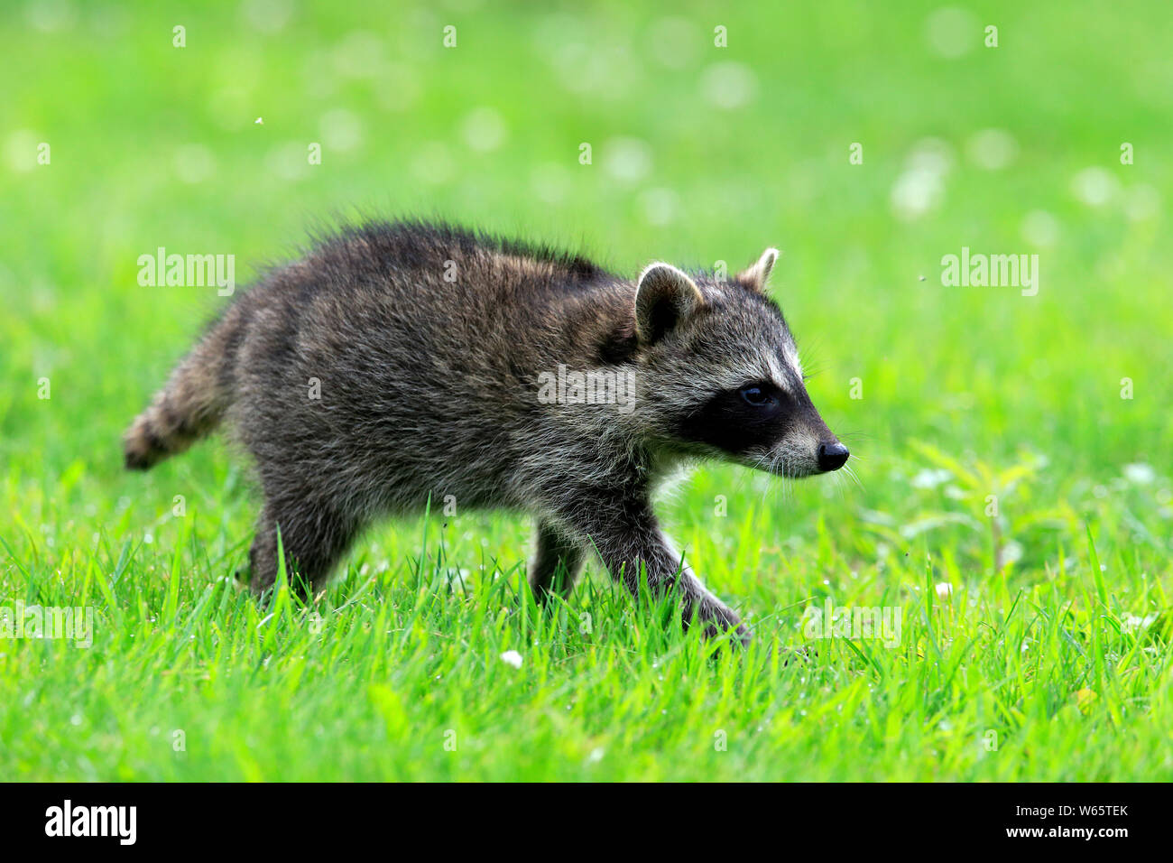 Nordamerikanische Waschbär, Waschbären, Cub, Pine County, Minnesota, USA, Nordamerika, (Procyon Lotor) Stockfoto