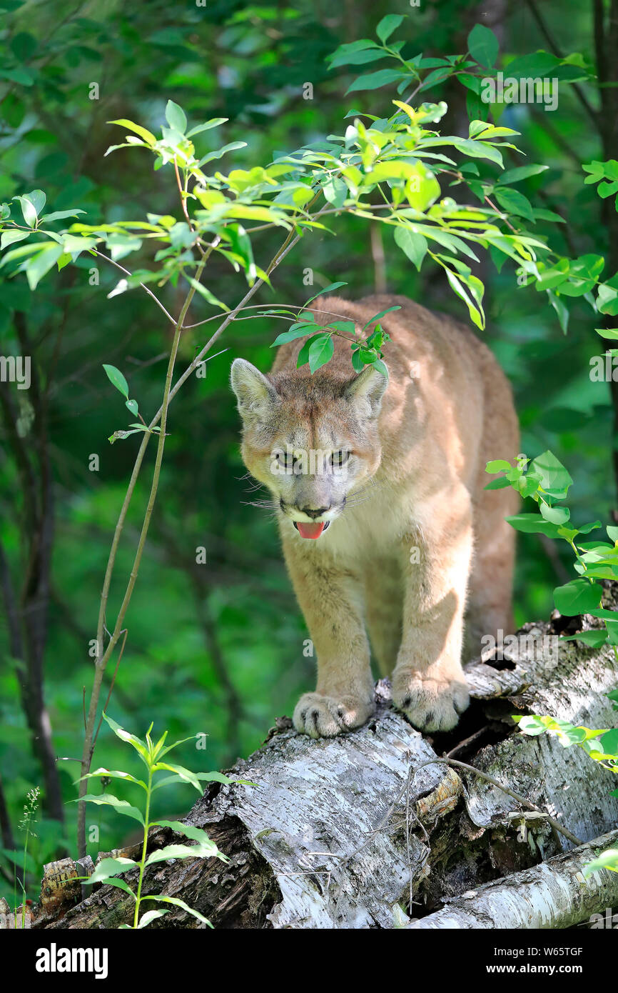 Mountain Lion, Cougar, Puma, Erwachsener, Pine County, Minnesota, USA, Nordamerika, (Felis concolor) Stockfoto