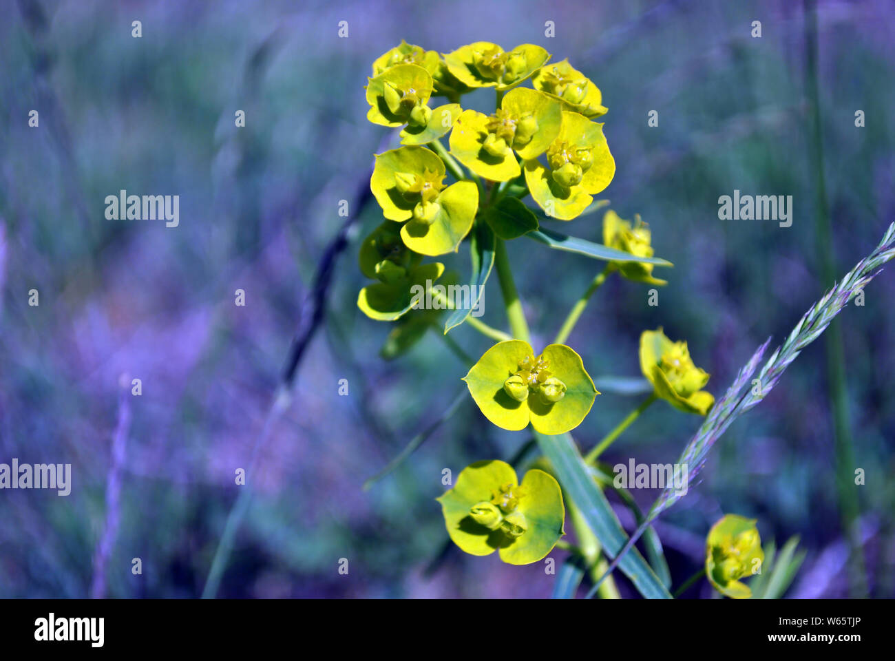 Euphorbia esula (grün oder grünen Wolfsmilch) Blühende Blumen auf der grünen Wiese in der Nähe bis Makro Detail, verschwommenen Hintergrund Stockfoto